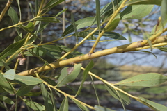 Salix vinogradovii