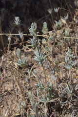 Pyankovia brachiata