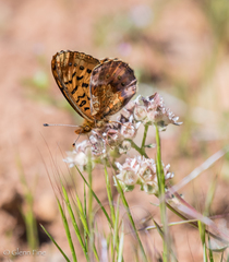 Boloria epithore