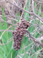 Rhus coriaria image