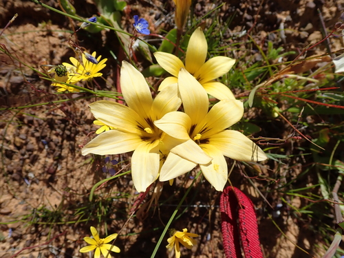 Image of Romulea montana by no rights reserved
