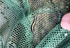 Parioglossus formosus