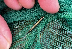 Parioglossus formosus