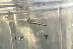 Parioglossus formosus