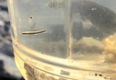 Parioglossus formosus