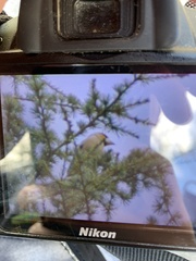 Coccothraustes coccothraustes