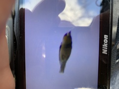 Coccothraustes coccothraustes