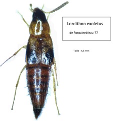 Lordithon exoletus