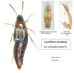 Lordithon exoletus