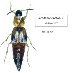 Lordithon trinotatus