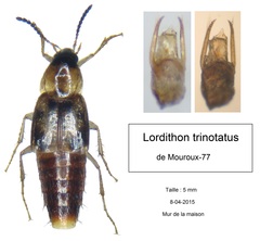 Lordithon trinotatus