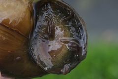 Girardia tigrina