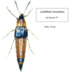 Lordithon lunulatus