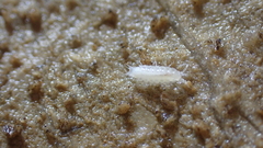 Trichoniscoides bonneti