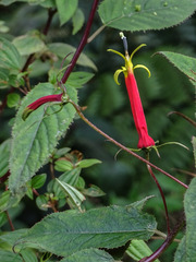 Siphocampylus orbignianus