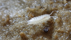 Trichoniscoides bonneti