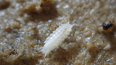 Trichoniscoides bonneti