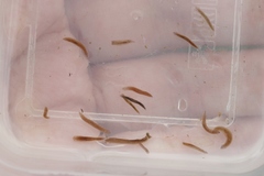 Girardia tigrina
