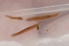 Girardia tigrina