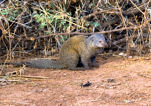 Somali Dwarf Mongoose