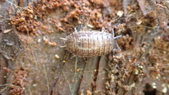 Porcellio gallicus