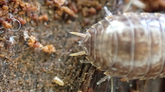 Porcellio gallicus