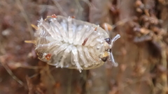 Porcellio gallicus
