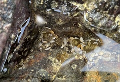 Anthopleura dixoniana