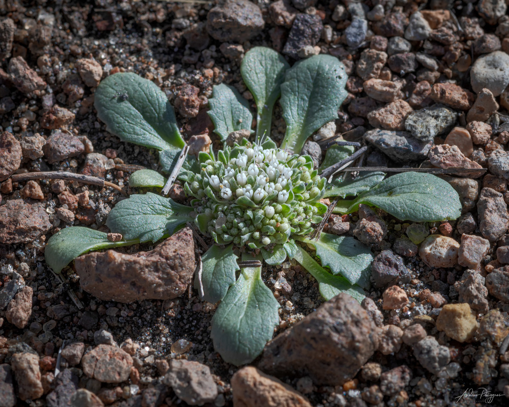 Calycera pulvinata