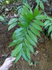 Image of Zamia acuminata