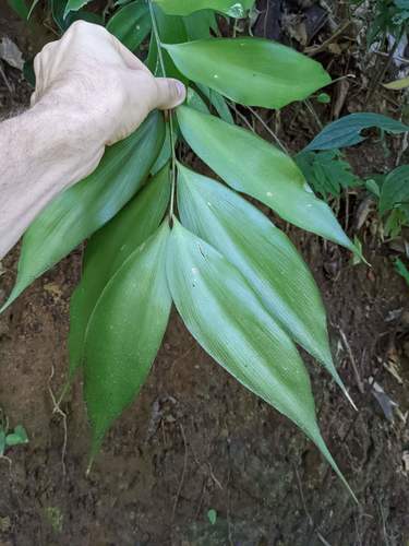Zamia acuminata