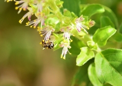 Braunsapis puangensis