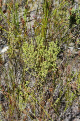 Erica serrata