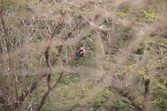 Halcyon leucocephala