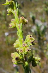 Erica serrata