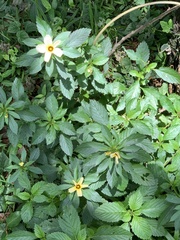 Turnera subulata