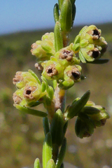 Erica serrata