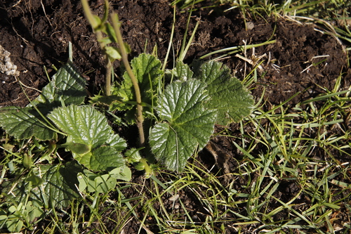 Image of Geum capense by (c) Tony Rebelo, some rights reserved (CC BY-SA)