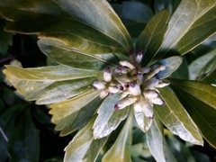 Pachysandra terminalis