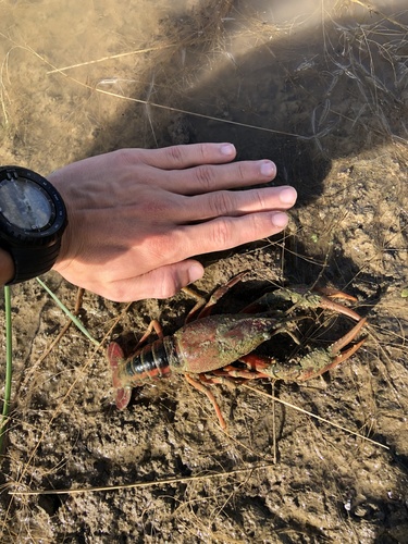 White River Crayfish, Pelee Island, Pelee Island, ON, CA, photo 8 of 10