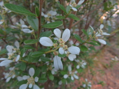 Spyridium spathulatum