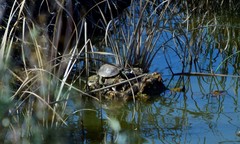 Emys orbicularis occidentalis