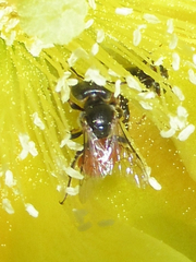 Macrotera
