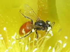 Macrotera