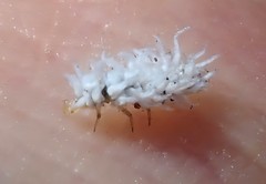 Coccinellidae