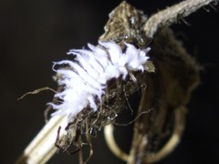 Coccinellidae