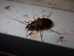 Chlaenius variicornis