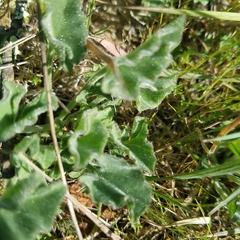 Calystegia collina oxyphylla