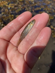 Fundulus blairae