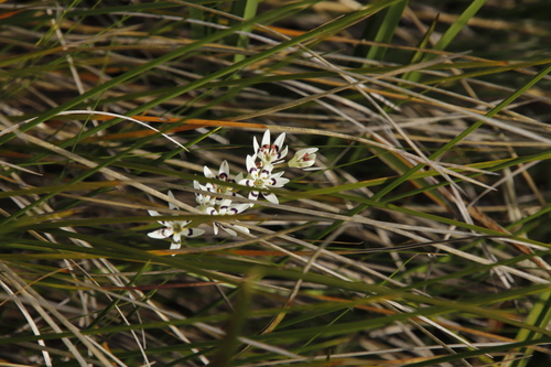 Image of Wurmbea elatior by (c) Tony Rebelo, some rights reserved (CC BY-SA)